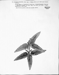 Podosphaera fuliginea image